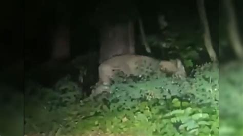 German police search for a lioness suspected to be on the loose in Berlin’s suburbs